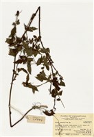藏品(刺莓)的圖片